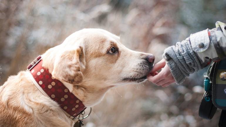 Nueva Ley : Obligación seguro de R.C. para perros